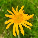 Arnika