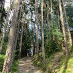 Im sanften Anstieg durch den Wald