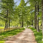 Lärchenwiesen prägen das Hochplateau des Salten