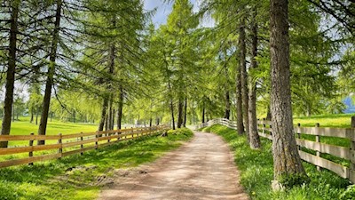 Lärchenwiesen prägen das Hochplateau des Salten