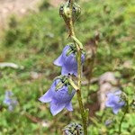 Glockenblume am Wegesrand zur Dusler Alm