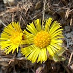 Huflattiche bei Tann