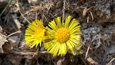 Huflattiche bei Tann