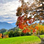 In autumn the landscape on the Ritten shines in the most beautiful colors
