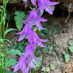 Glockenblumen am Wegesrand