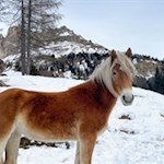 Haflinger am Karerpass