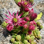 Hauswurz am Wegesrand