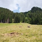 Unterwegs trifft man auf glückliche Weidekühe