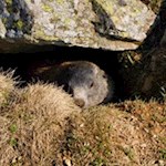 Unterwegs trifft man zumeist auf zahlreiche Murmeltiere