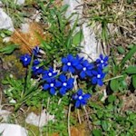 Von formvollendeter Schönheit, Frühlings-Enzian in den Sextner Dolomiten