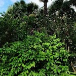 Wo mehr als 200 verschiedene Pflanzen aus aller Herren Länder gedeihen: das Arboretum in Arco