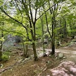 L'escursione a Punta Larici attraversa un bellissimo bosco di faggi