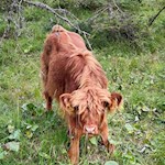 Scottish Highland Cattle