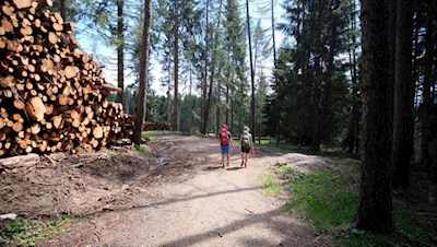 Der Europäische Fernwanderweg führt zunächst durch den Wald