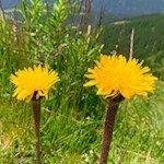 Auch das Ferkelkraut gedeiht an den Hängen des Gitschbergs
