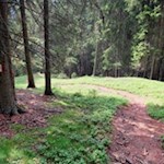 Durch den Wald zurück in den Talschluss