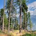 Anstieg durch den Wald zur Tarscher Alm