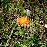 radichiella aranciata