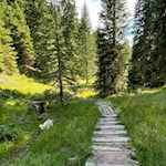 Bretterstege führen trockenen Fußes über moorige Abschnitte