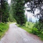 Die Wanderung zur Kalcheralm führt nahezu eben durch den Wald