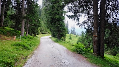 Die Wanderung zur Kalcheralm führt nahezu eben durch den Wald