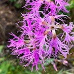 Auch Nelken blühen in Ridnaun