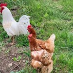 Hühner am Finsterbichlhof