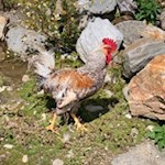 Hahn der Astnerbergalm