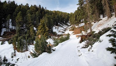 Durch den friedvollen Nadelwald in Richtung Kreuztal