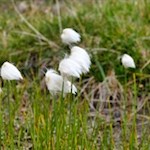 Wollgras am Neves Höhenweg