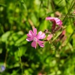 Auch Zwergprimeln gedeihen in den Lärchenwiesen des Salten