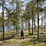 Der Hirtensteig führt durch malerische Lärchenwiesen