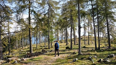 Der Hirtensteig führt durch malerische Lärchenwiesen
