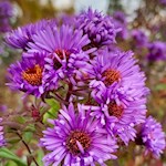 Blumenpracht am Wegesrand 