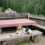 The hut dog of the Dusler Alm mountain hut