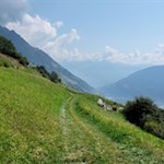 Unsere Wanderung führt durch blühende Bergwiesen 