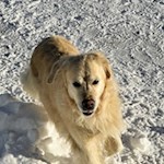 Auch Hunde erfreuen sich am Eggentaler Schneeparadies