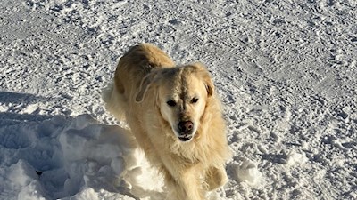 Auch Hunde erfreuen sich am Eggentaler Schneeparadies