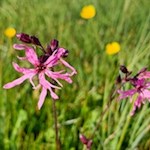 Nelken in den Wiesen der Seiser Alm