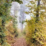 Im Herbst verwandelt sich der Ritten in ein buntes Farbenmeer