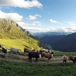 Einige Kühe versperren uns den Weg...