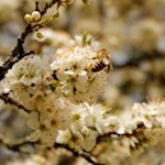 Die Natur in voller Blüte