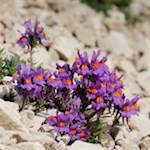 Il coloratissimo linajola alpino prospera anche sulle rocce dolomitiche