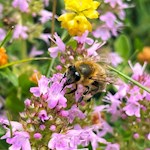 Auch die fleißigen Bienen lieben die Wiesen am Poststeig 