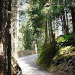 Im sanften Anstieg durch den Wald