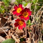 Neben der goldgelb blühenden Schlüsselblume gedeiht um Tiers auch die seltene rote