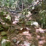 Auf dem platten- und wurzelbeschlagenen Waldweg zur Wurzeralm