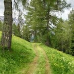 Nahezu eben zieht sich der Perlenweg durch sattgrüne Wiesen und Haine