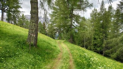 Nahezu eben zieht sich der Perlenweg durch sattgrüne Wiesen und Haine