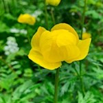 Dotterblumen wachsen in den Wäldern um Badia